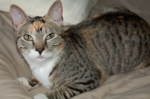 Tori - a.k.a. The Flying Kitty
